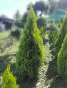 Tuja Szmaragd Gold 120cm.