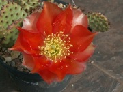 Opuntia 'Garnet Glow' x 'Orange Red' - roślina