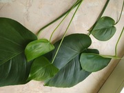Monstera deliciosa