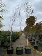 Brzoza brodawkowata 'betula pendula' - ODBIÓR OSOBISTY