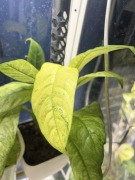 Ukorzeniony dół rhapidophora puberula variegata