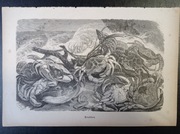 Piękna oryginalna litografia XIX - XX w. - Kraby 2