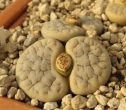 Lithops - nasiona, mała kolekcja
