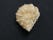 Epitonium scalare (Linnaeus, 1758)