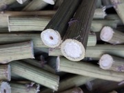 Topinambur dla gryzoni 13cm, gryzaki max grube1kg 