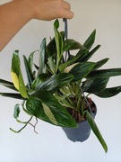 Philodendron cobra Monstera standleyana variegata XXL