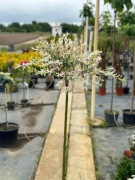 Wierzba japońska 'Hakuro Nishiki' SZCZEPIONA