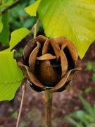 Podpórka do roślin, róża