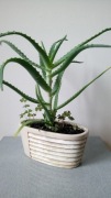 Aloes w doniczce