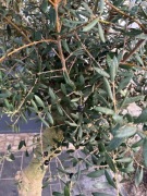 Oliwka drzewko oliwne