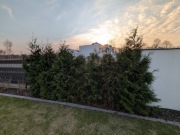 Tuja brabant 170-220 cm 38 sztuk Wawa Wilanów