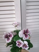 Bukiet Bratków sztuczne