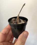 Boswellia socotrana kaudeks caudex