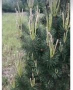 Pędy sosny nalewka zdrowotna