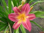 Hemerocallis / Liliowiec: Cherry Cheeks