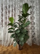 Fikus dębolistny- 1,42 m