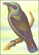 Wyspy Św Tomasza i Książęce - Ptaki, (zestaw 587)