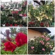 Oleandry kwitnące o pachnących kwiatach w kilkunastu kolorach