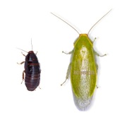 Karaczan zielony (Panchlora nivea) x10