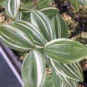 Kokoryczka 'Sanyou Nishiki' Polygonatum 