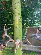 Poroże z czaszką jelenia