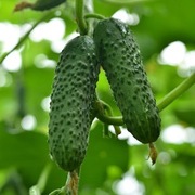 Ogórek Mirabelle F1 - Nasiona Holenderskie