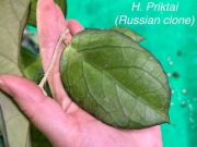 Hoya Priktai (Russian clone)