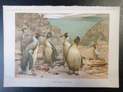 Piękna oryginalna litografia XIX - XX w. - Pingwiny