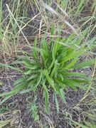 Babka lancetowata wąskolistna 2 sadzonki 