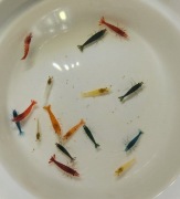 Krewetki do akwarium 48szt