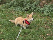 Szelki dla psa lub kota PUPPIA soft czerwone L