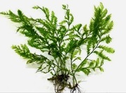 Bolbitis heudelotii, sadzonka ok. 15-25 cm, hodowla podwodna