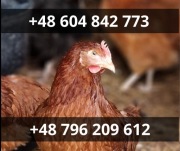 Kury Nioski Rosa, Czubatki, Green Shell, Tęczówki