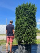 Taxus Baccata / Cis / Wys.180cm / 240l / cylinder