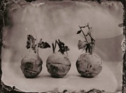 Ambrotypia - Hell's Kitchen 001