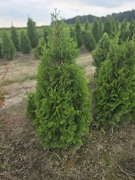 Tuja Smaragd/ Szmaragd 80 cm żywopłotowa 