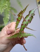 Begonia amphioxus cięta gałązka