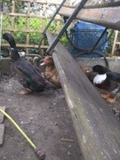 Kaczki ozdobne pogromcy ślimaków 