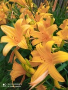 Liliowce do kolekcji żółte pomarańczowe