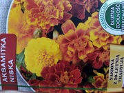 Aksamitka niska mix kolorów nasiona 2 g 