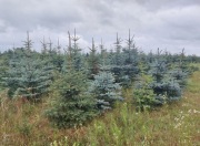 Świerk srebrny cięty