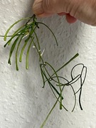 Hoya hoja Retusa - ukorzeniona sadzonka , dwa węzły