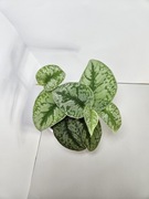 Scindapsus pictus trebie, scindapsus pstry