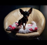 Praski Ratler - mniejszy od pinczer miniaturowy 