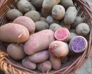 Ziemniaki truflowe - fioletowe i czerwone