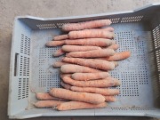 Gospodarstwo rolne oferuje do sprzedaży świeże warzywa z własnej uprawy