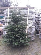 Jodła kaukaska choinka hurt