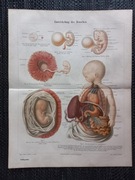 Rozwój człowieka - duża chromolitografia 1897 r.