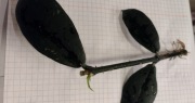 3l. Hoya, hoja Lobbii "Black Lady" - ukorzeniona sadzonka.