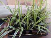 Zielistka, ukorzenione roczne duże kwiatki .